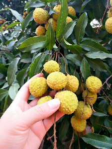 端午節(jié)粽子免費(fèi)吃！松山湖生態(tài)園團(tuán)建野炊粽子荔枝免費(fèi)送